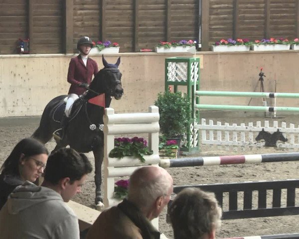 Reitturnier Mannheim-Neckarau 2019