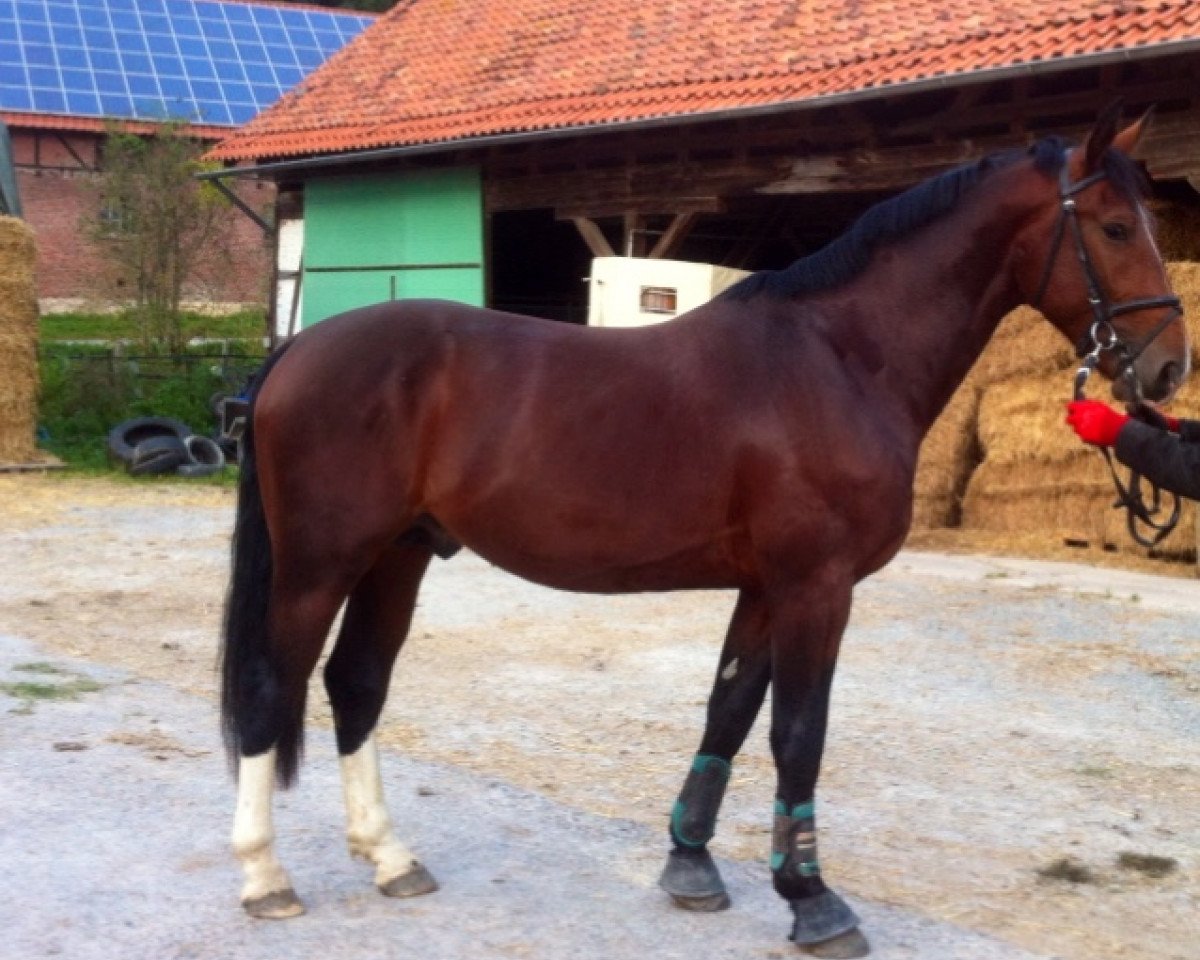 dressage horse Levithan 2 (Sachs-door. Heavy Warmbl., 2010, from Lord Brown)