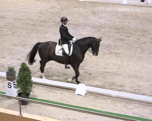 Reitturnier Dielsdorf, Horsepark 2019