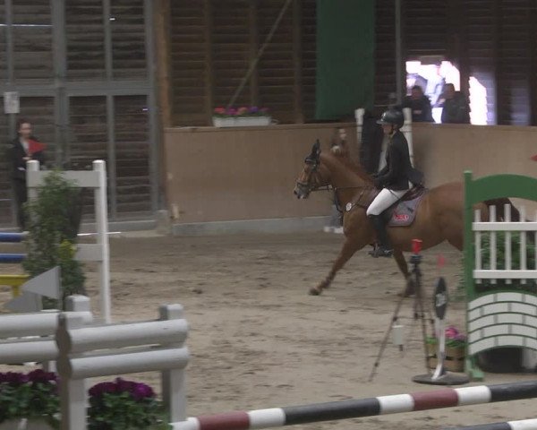 Reitturnier Mannheim-Neckarau 2019
