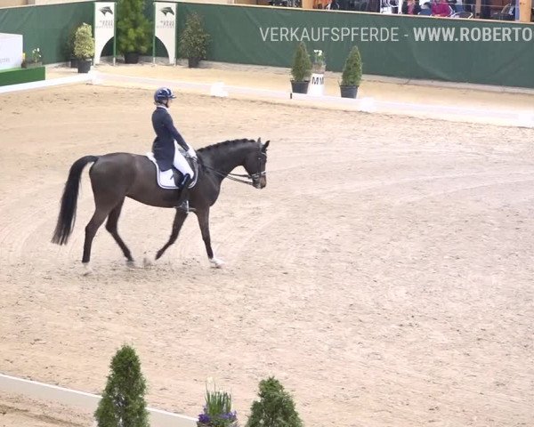 Reitturnier Dielsdorf, Horsepark 2019