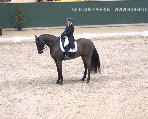 Reitturnier Dielsdorf, Horsepark 2019