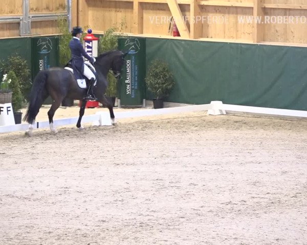 Reitturnier Dielsdorf, Horsepark 2019