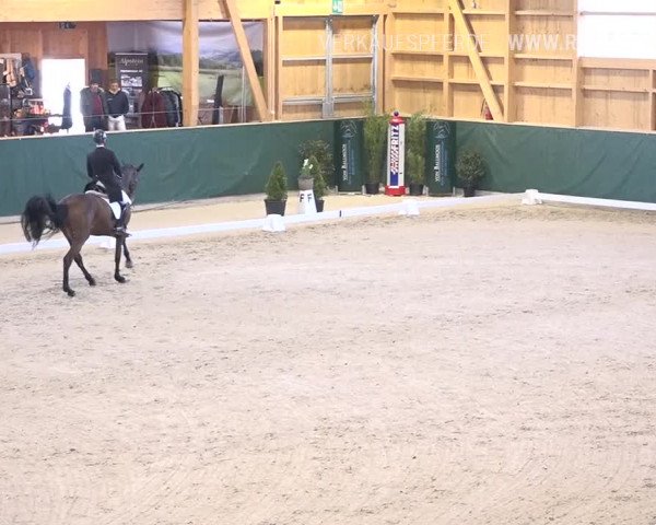 Reitturnier Dielsdorf, Horsepark 2019
