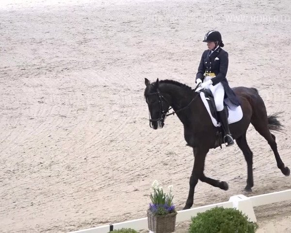 Reitturnier Dielsdorf, Horsepark 2019