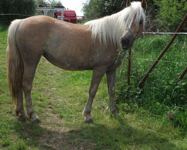 Zuchtstute Whisky (Haflinger, 2014, von Argentino)