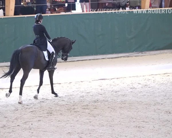 Reitturnier Dielsdorf, Horsepark 2019
