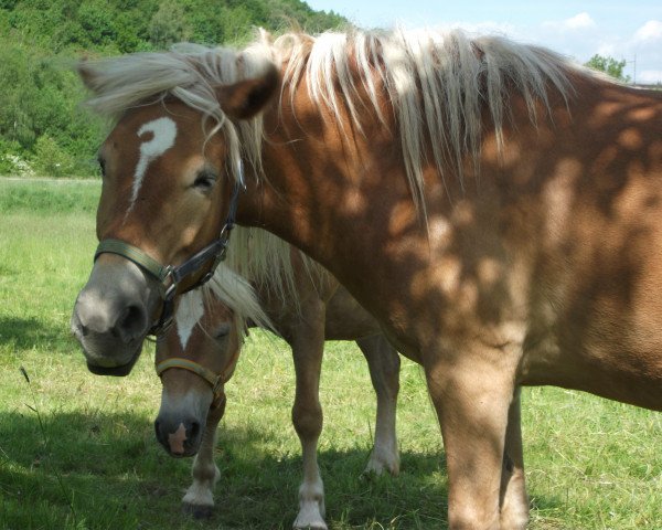 Zuchtstute Wicky (Haflinger, 2010, von Amaryl (1,57% ox))