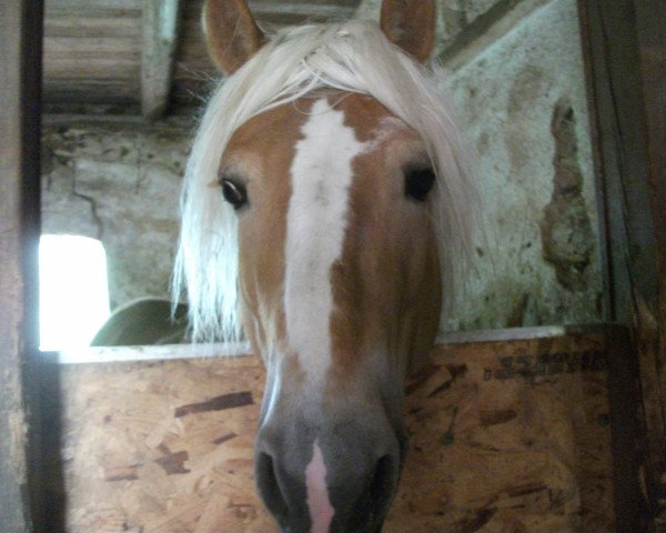 horse Sando (Haflinger, 2007, from Steinway (1,57% ox))