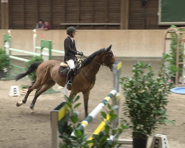 Reitturnier Mannheim-Neckarau 2019