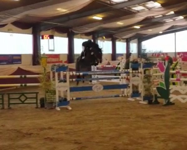 jumper Sir Shutty's Girl (Hanoverian, 2008, from Sir Shutterfly)