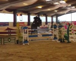 jumper Sir Shutty's Girl (Hanoverian, 2008, from Sir Shutterfly)