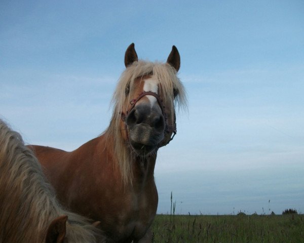 Zuchtstute Walli (Haflinger, 2001, von liz. 180/T Wildprinz)