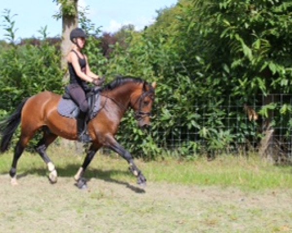 Pferd Campino (Deutsches Reitpony, 2009, von FS Champion de Luxe)