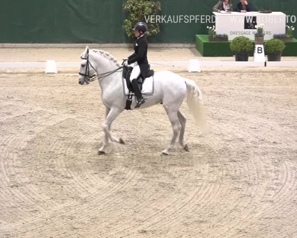 Reitturnier Dielsdorf, Horsepark 2019