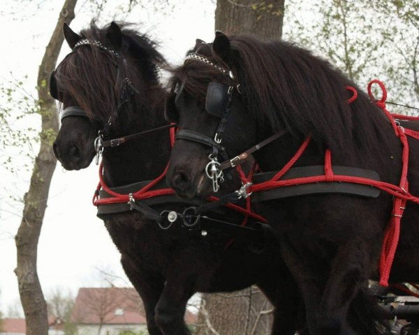 Pferd Likedeelers Woodstock (Shetland Pony, 2009, von Wargrave of shetland)