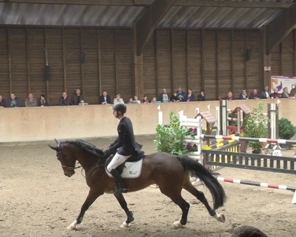 Reitturnier Mannheim-Neckarau 2019