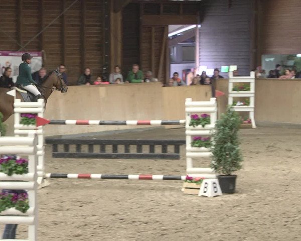 Reitturnier Mannheim-Neckarau 2019