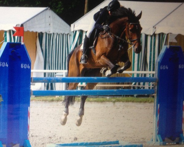 jumper Landros (Hanoverian, 2001, from Lordanos)