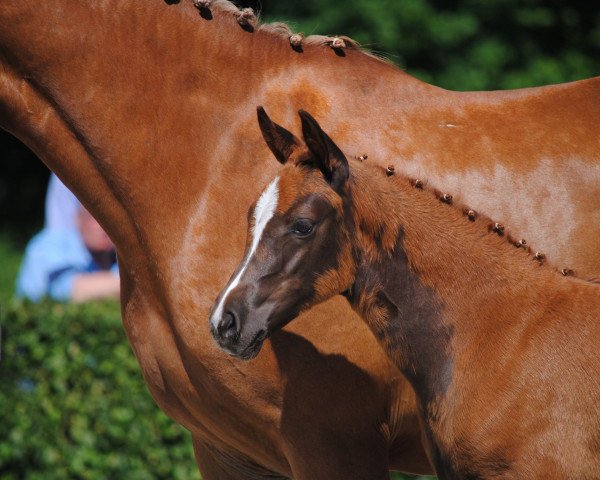 Pferd Maximilia (Deutsches Reitpony, 2016, von Del Estero NRW)