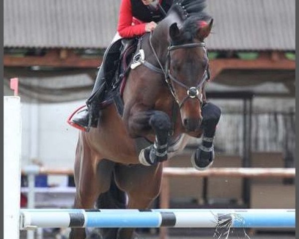 horse Ciaro Cos (Oldenburg, 2008, from Cevin Costner)