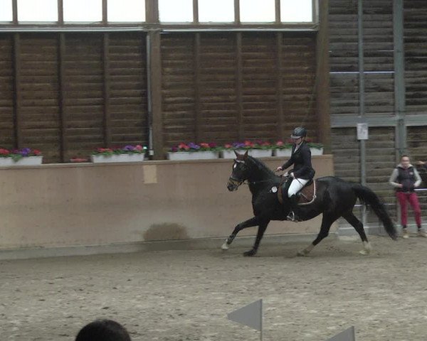 Reitturnier Mannheim-Neckarau 2019