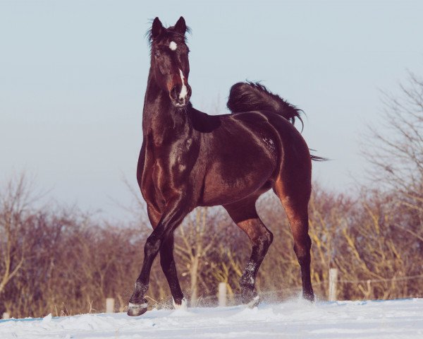 dressage horse Esmee (Bavarian, 2009, from Don Diamond)