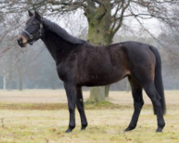 horse Carice Z (Zangersheide riding horse, 2011, from Chellano Z)