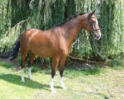 jumper Naldo 25 (German Riding Pony, 2000, from Heidbergs Nancho Nova)
