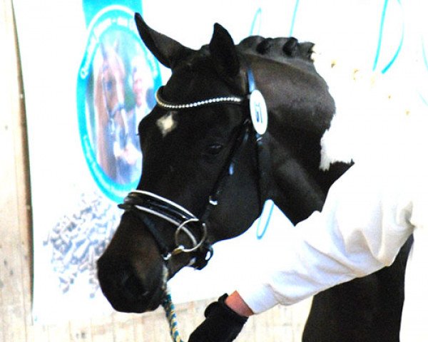 stallion Colanyc (German Warmblood, 2014, from Cadeau Noir)