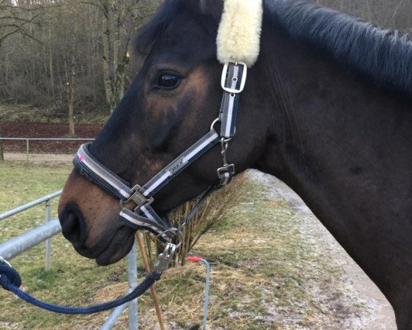 dressage horse Dariella (Hanoverian, 2010, from Don Marcello)