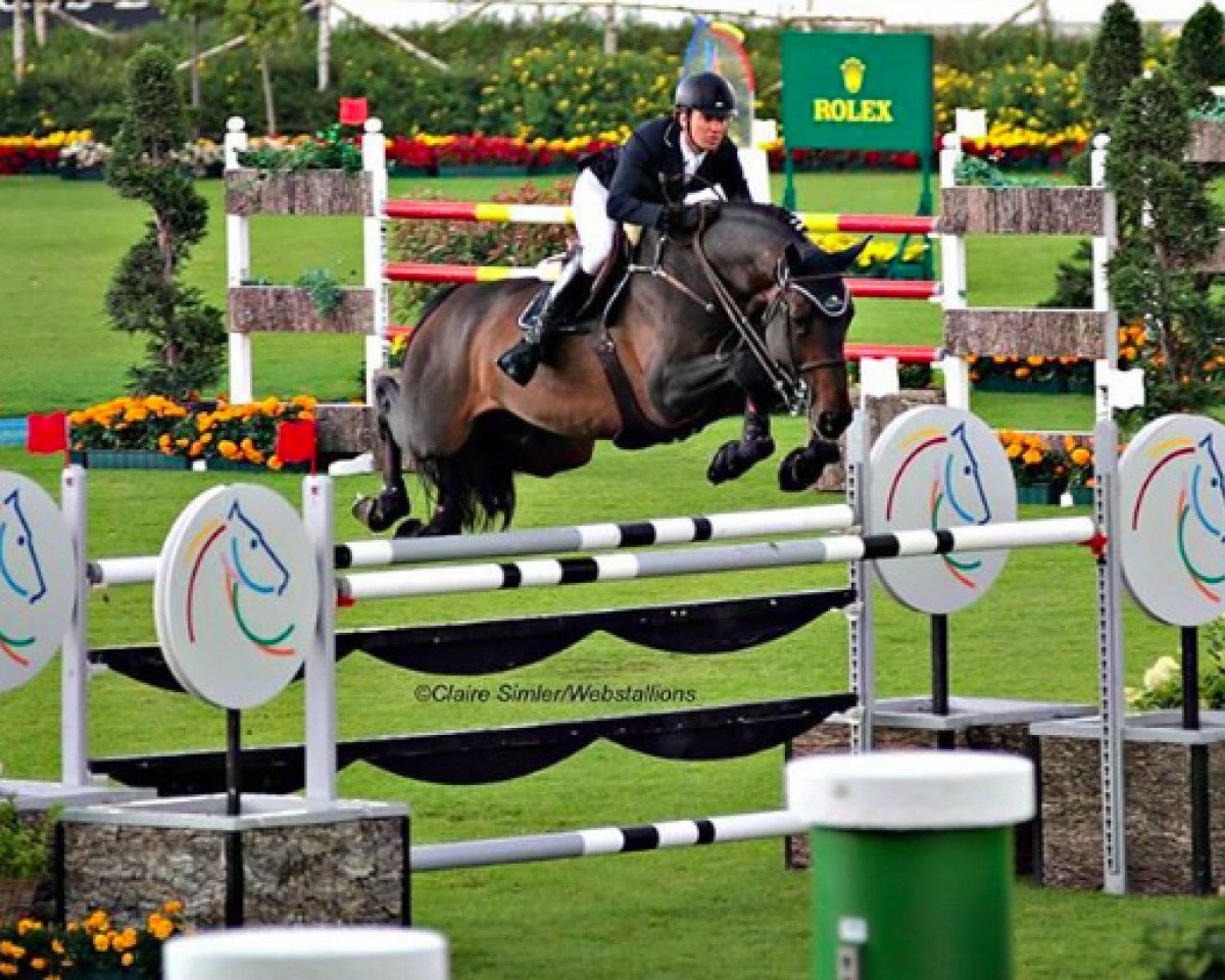 stallion Ulahop Boy (Selle Français, 2008, from Lamm de Fétan)