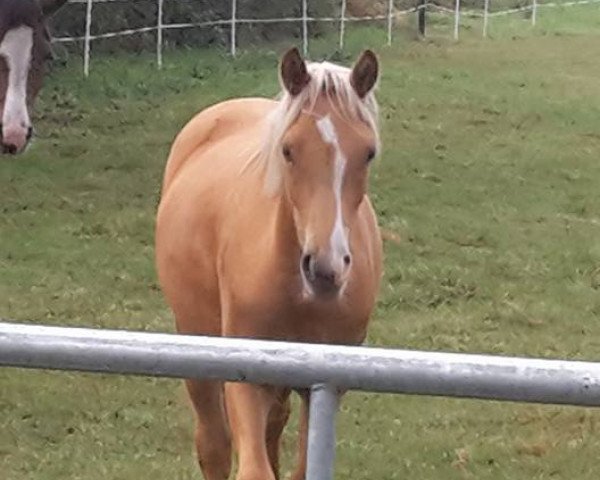 dressage horse Morgengold (German Riding Pony, 2015, from FS Mr. Right)