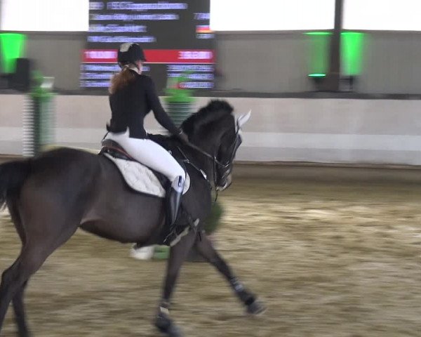 Reitturnier Lindlar-Süttenbach 2019