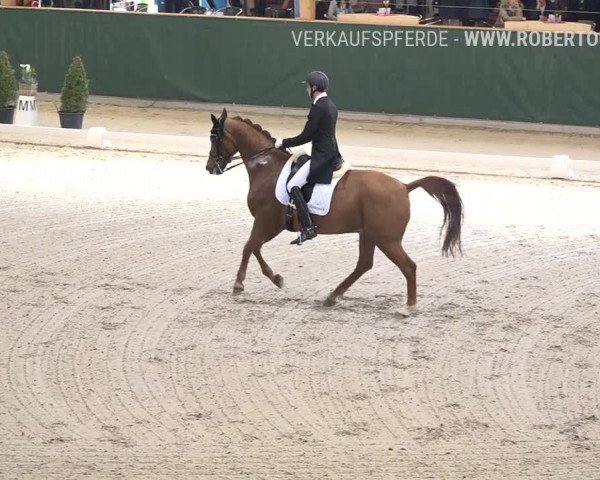 Reitturnier Dielsdorf, Horsepark 2019