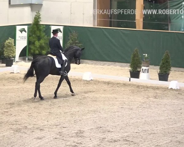 Reitturnier Dielsdorf, Horsepark 2019