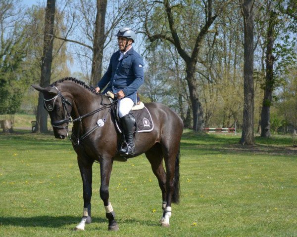 Springpferd Jazz's Son (Deutsches Sportpferd, 2011, von Jazz)