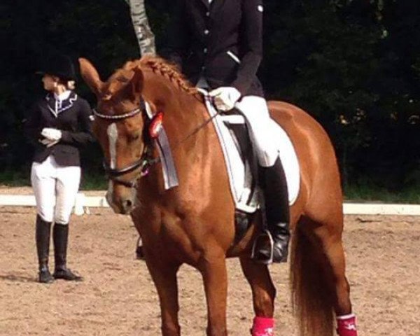 broodmare Miss Magic 14 (German Riding Pony, 2002, from Heidbergs Nancho Nova)