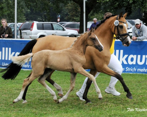 broodmare Coccolina (German Riding Pony, 2016, from FS Don't Worry)
