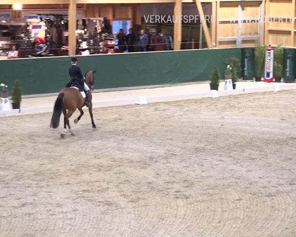 Reitturnier Dielsdorf, Horsepark 2019