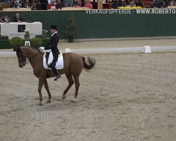 Reitturnier Dielsdorf, Horsepark 2019