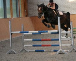jumper Maximus 85 (Polish Warmblood, 2007, from Wery Good)