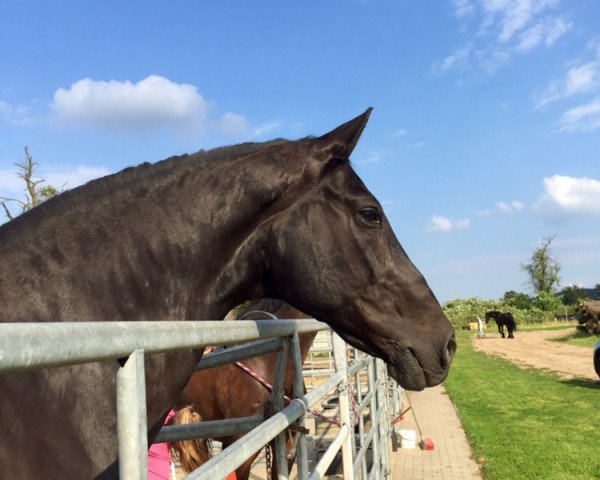 horse Russwell (Westphalian, 1997, from Rosenkavalier) horse Russwell (Westphalian, 1997, from Rosenkavalier)
