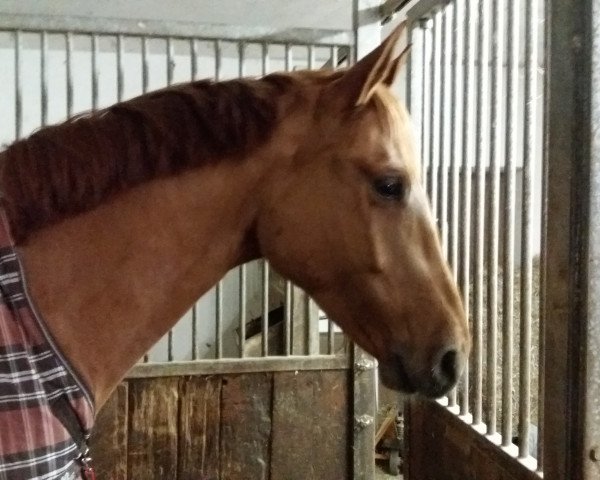 jumper Quaigano (German Warmblood, 2012, from Querido 44)