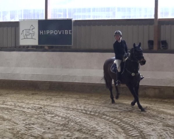 Reitturnier Lindlar-Süttenbach 2019