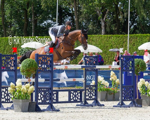 jumper Costa Curta (Swedish Warmblood, 2006, from VDL Cardento 933)