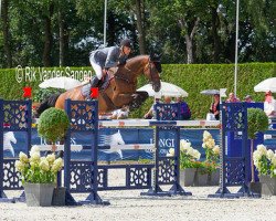 jumper Costa Curta (Swedish Warmblood, 2006, from VDL Cardento 933)