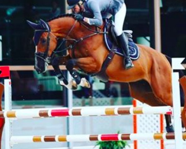jumper Lord Curry Fp (Oldenburg, 2010, from Lord Z)