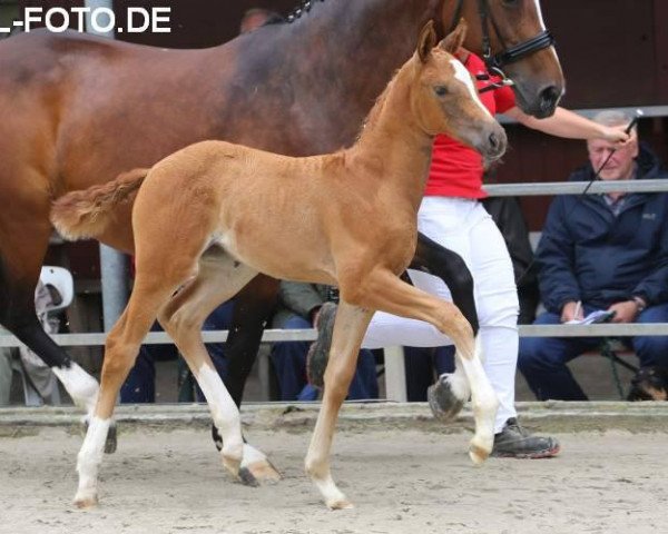 dressage horse Fairytale Dream C (Westphalian, 2016, from Formel Eins 11)