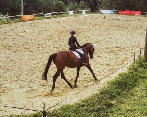jumper Fleur Delacour 15 (Selle Français, 2006, from Nonstop)